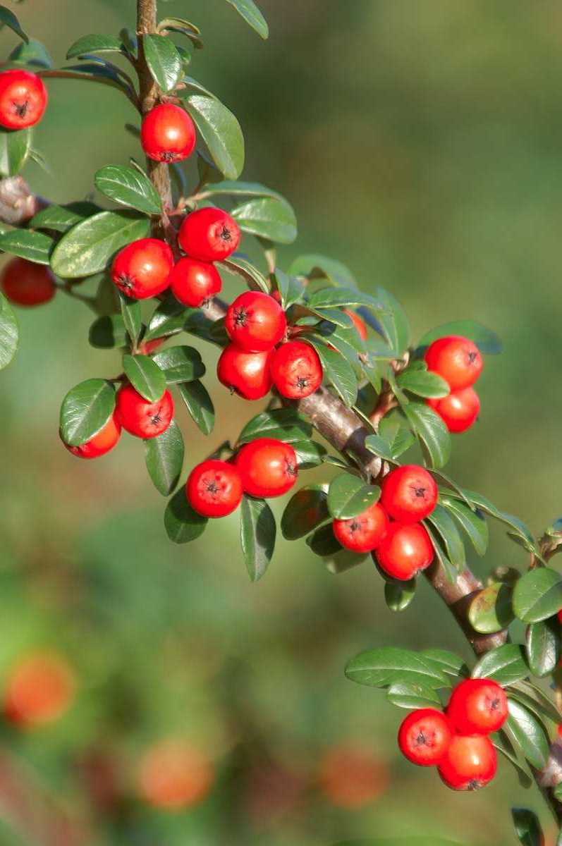 Лабияны тұзды ерітіндімен сорып жатқан порнографиялық суреттер